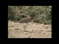 クロエリシロチドリ「仮の名」(1)日本初記録?(与那国町) - Malaysian Plover - Wild Bird - 野鳥 動画図鑑