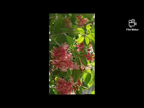 Video: Variabilita Květů Quisqualis