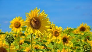 Beautiful Instrumental Hymn - Christ Liveth in Me
