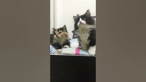 Watch the video about Dancing kittens |#persiancat most funny videos of 2018