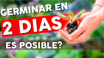 ¿Qué semillas tardan más en germinar?