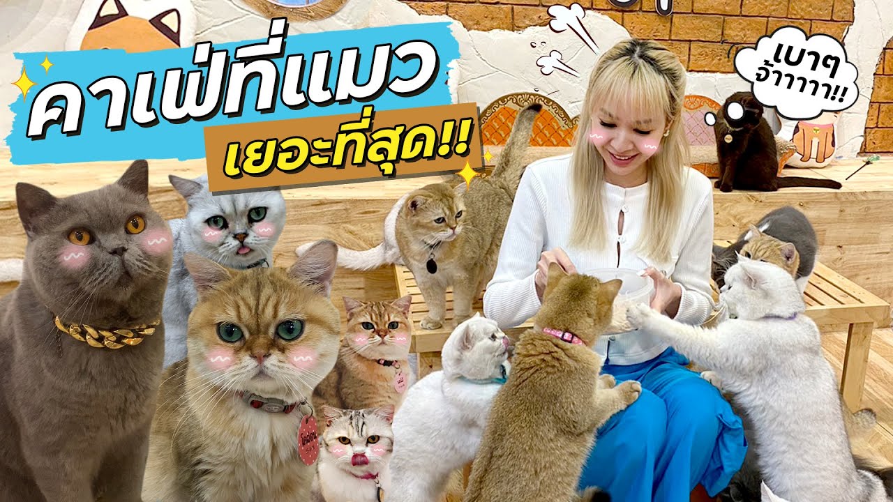 รีวิว คาเฟ่แมวที่แมวเยอะและสะอาดที่สุด เท่าที่เคยไปมา