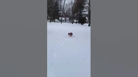 Snow Buddy