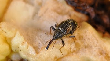 Hoe q-organismen een bedreiging vormen voor onze groenten en fruit | Ons Toezicht #2