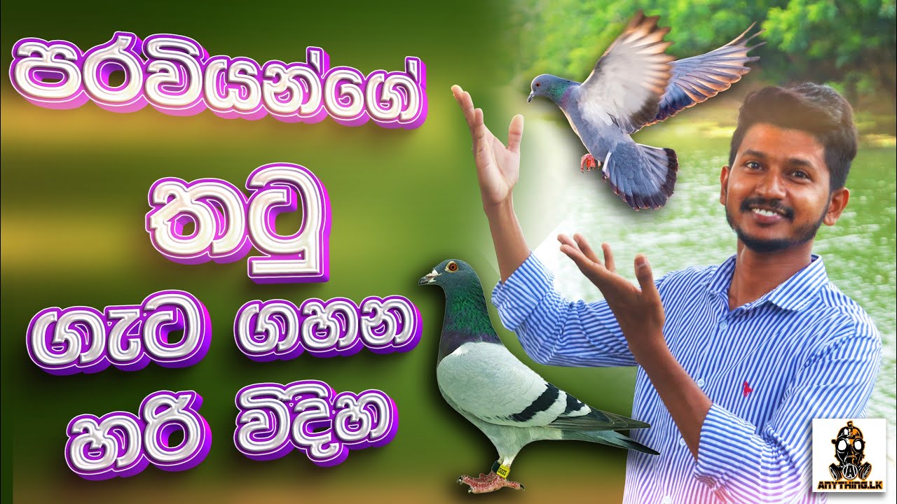 පරවියන්ගේ තටු ගැටගහන හරිම විදිහ | The Right way to tie the wings of Pigeon | Anything.lk
