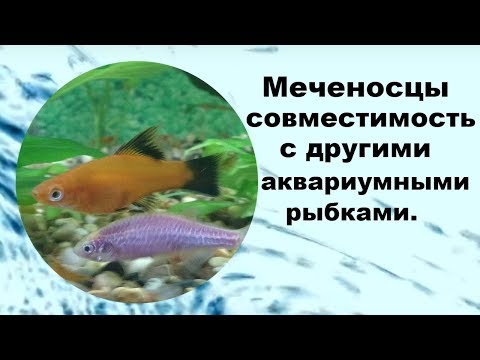 Меченосцы совместимость с другими рыбами.