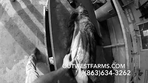 OutWestFarms Hog Hunt Okeechobee FL.