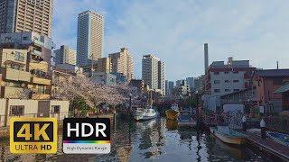 Secret Sakura Cherry Blossom Spot Only Locals Know About - 4K HDR