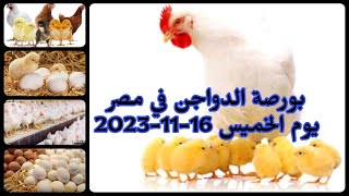 اسعار الفراخ اليوم | سعر الفراخ البيضاء اليوم الخميس2023/11/16 في مصر