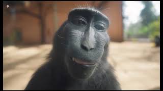 Чёрная обезьяна улыбается в камеру под песню. True sigma.
