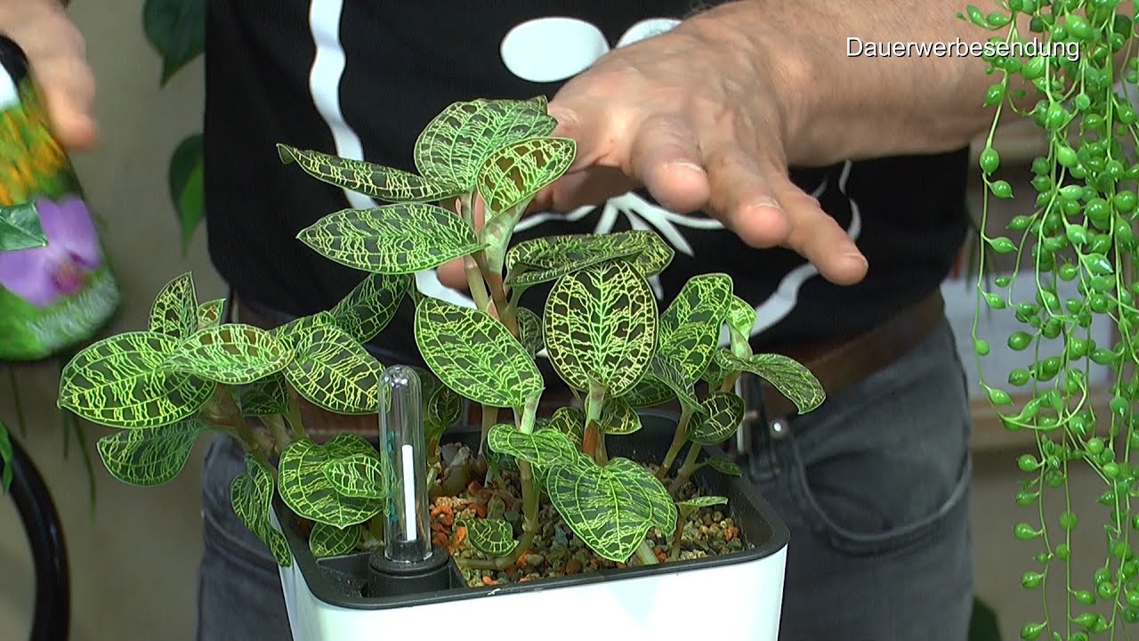 Monstera Thai, Juwelorchidee, Maracuja, Weihnachtskaktus und Aloe Vera Information