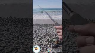 Download Lagu Mijn eerste keer strandvissen bij San Onofre en een Spotfin Croaker die flink aan de haak slaat, ... MP3