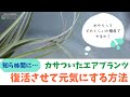 【エアプランツ】復活させて元気にする！【管理方法】