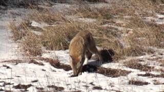 20121226; Lone Coyote Visits Silver Valley, CO
