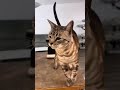 Always calling me a cow 😹 #cowcat #catsoftiktok #bengalcats #naughtycats #catfluencer