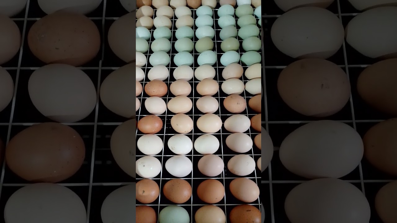 Инкубация куриных яиц от Арзу ханум. 2025.