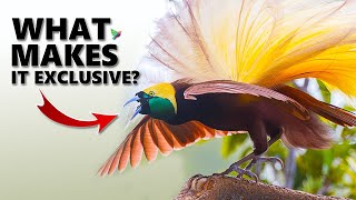 Bird Sounds - Greater Bird of Paradise | Exclusive birds by Birds & Sounds of Nature 405 views 3 months ago 8 minutes, 2 seconds