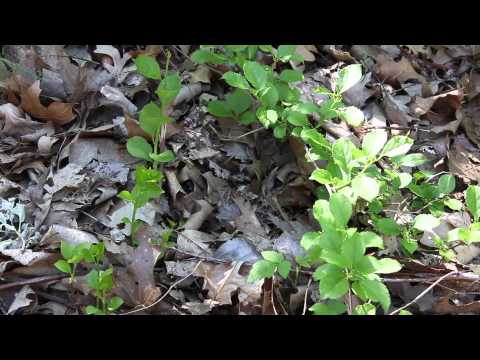 Video: Propagating American Bittersweet Vines - Loj hlob Bittersweet Cuttings Thiab Seedlings
