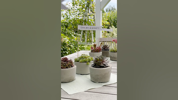 DIY- Idee, die deinen SOMMER Tisch zum Blickfang macht!🪴💛 Beton & Dachwurz das perfekt Sommer Duo!