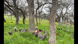 Chicken Moving Day