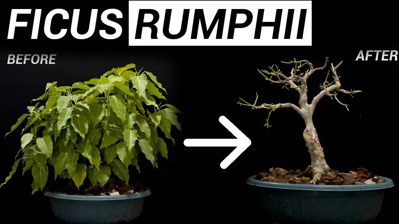 How to give shape of a ficus rumphii bonsai Hindi Urdu YouTube