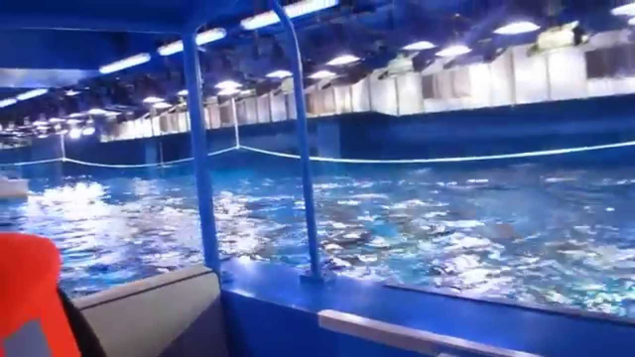 glass boat tour dubai aquarium