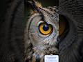 Kya Owl ashub  hai 🤔 #viral #trending #shorts