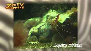 Zoozappers - Aquarium