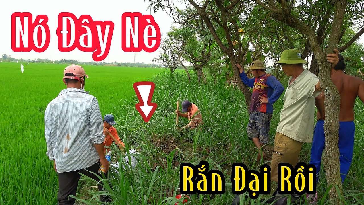 Nguy Hiểm Khinh Khủng Vùng Này Bắt 6 Con Rắn Hổ Thêm 1 Ổ Trứng Sắp Nở | Mười Thương SB