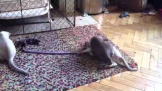 Tonkinese Sunday playtime by zephanco 92 views 12 years ago 1 minute, 21 seconds