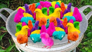 World Cute Chickens, Colorful Chickens, Rainbows Chickens, Cute Animals,Cute Ducks, Cat, Rabbits