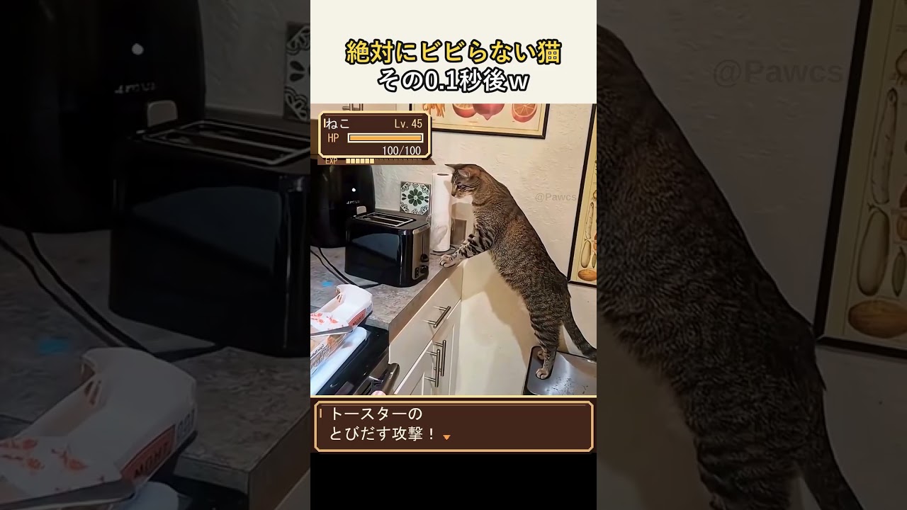 クマ猫と廃墟 YouTube