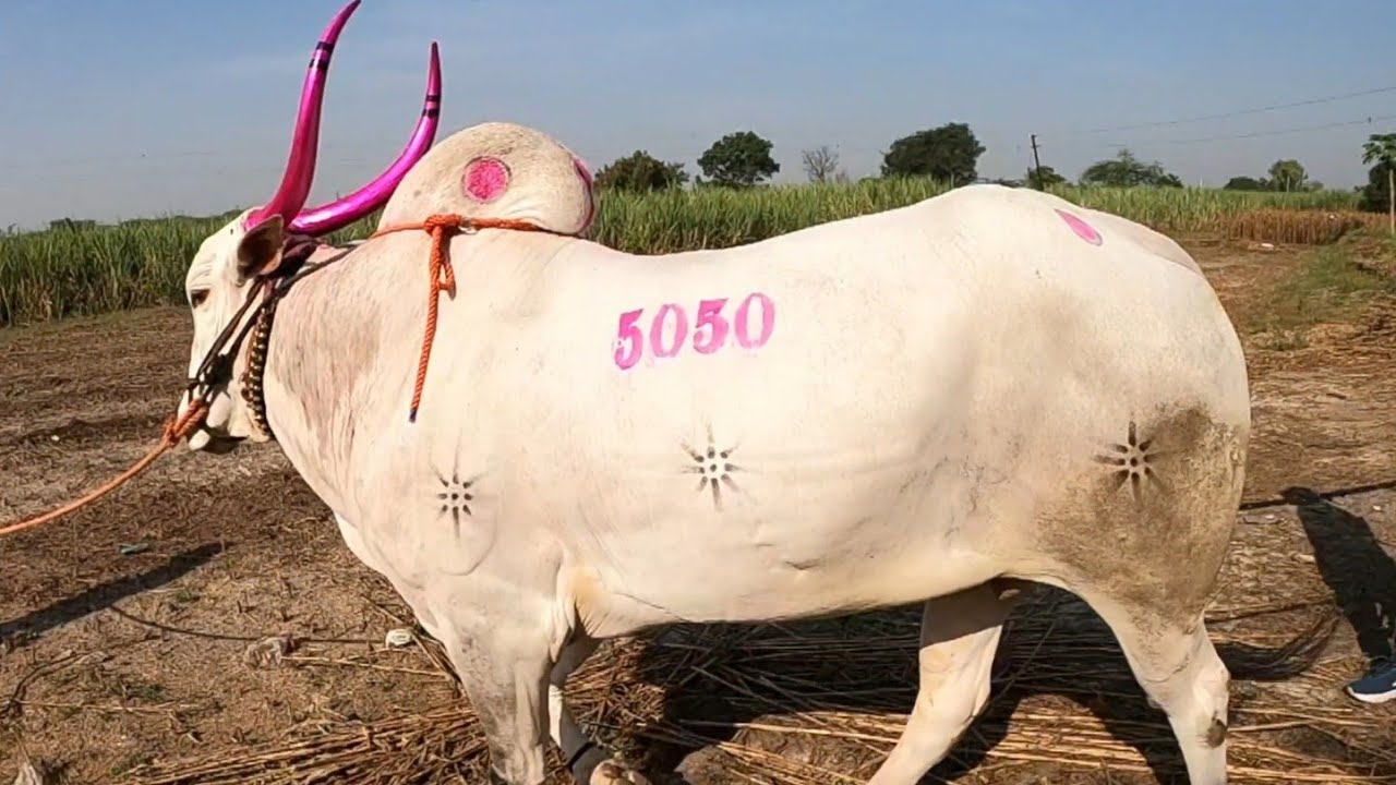🌜हिंद केसरी मोठा सोन्या🌛 मुलाखत / बैलगाडी शर्यत / khillar cow