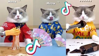 That Little Puff | Cats Make Food 😻 | Kitty God & Others | TikTok 2024 #74