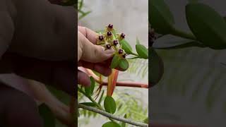 Hoyas EXÓTICAS en el jardín de una seguidora