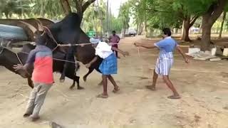 Tamilnadu traditional cow mating