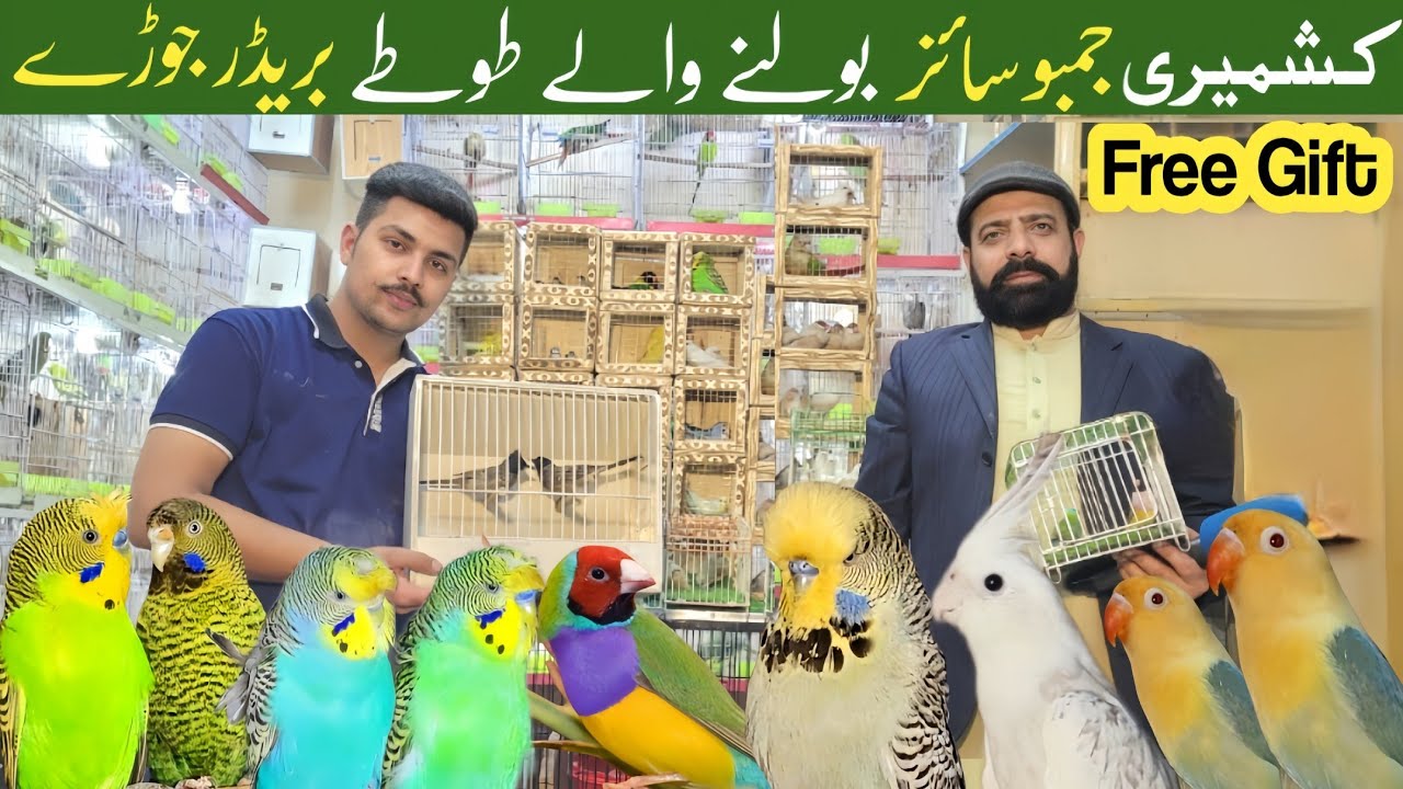 Sonu birds aviary | breeder pairs | free gift 