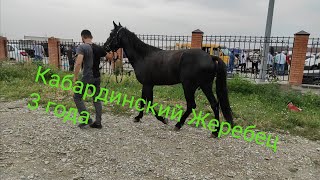 Чечня рынок Лошадей. Кабардинские, Карачаевские, Лошади.