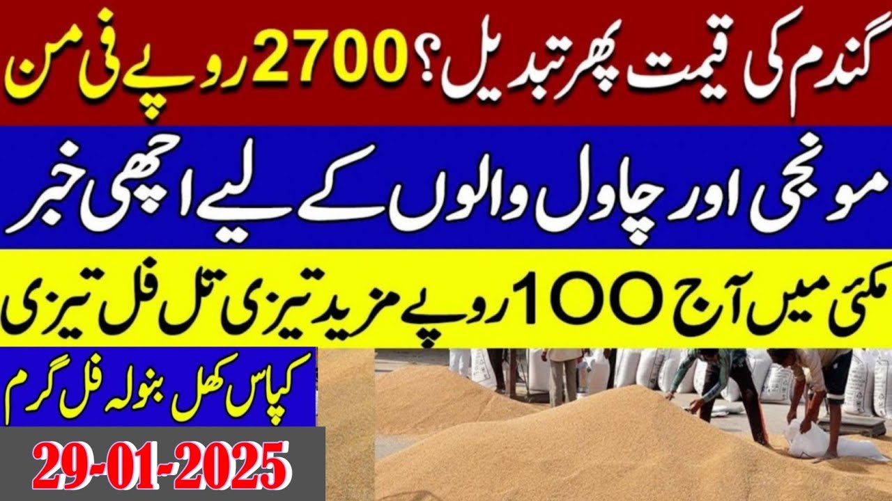 wheat Future price in Pakistan/Wheat price today / Munji rates today ...