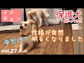 【保護犬預かり】性格が突然明るくなりました【今だけ？】【里親様募集中、福岡近郊】