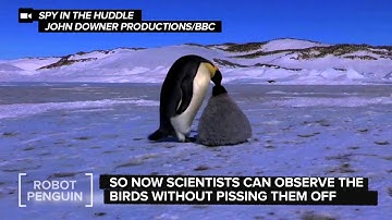 Robotic Baby Penguin Helps Scientists | NBC News