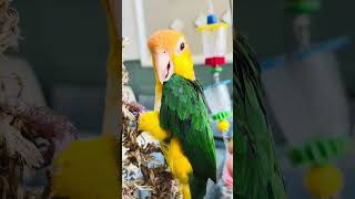 Eat and play at the same time#birds #parrot #pets #funny #daily #handfeeding #lifestyle #happy