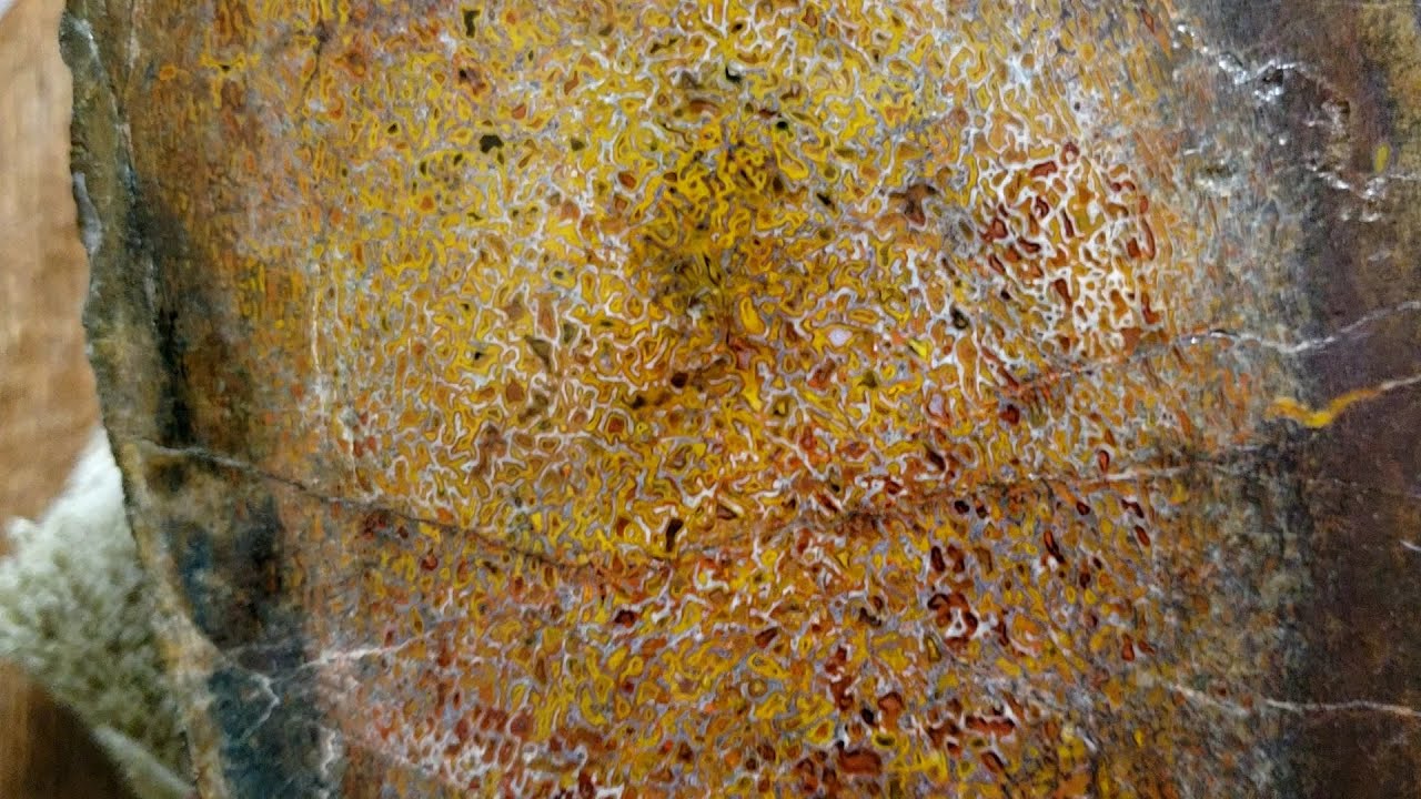 Polished Dinosaur Bone from Colorado