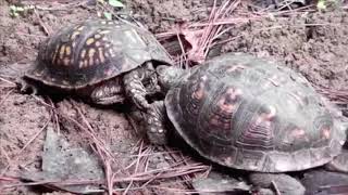 Watch Snfu Snapping Turtle video