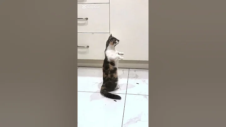 Watch the video about Curious Munchkin kitty #cat #munchkincat