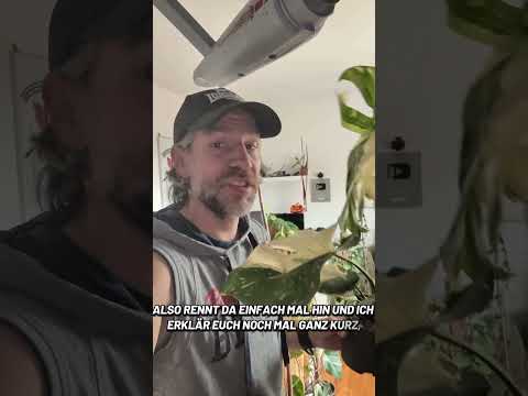 Monstera 'Thai Constellation wertvolle Pflanze günstig beim Discounter