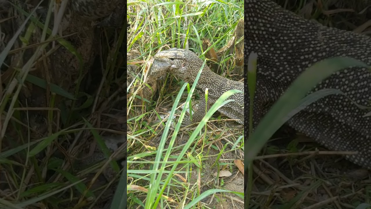 Giant Monitor Lizard Tries to Swallow A Big Asian Bullfrog.