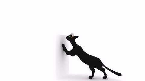 CGI Animation - black cat.avi