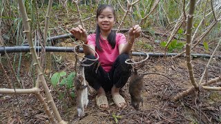 Poor girl. Harvesting cassava roots encountered rat damage - Trap Mouse to sell, Cooking cassava