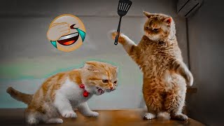 New Funny cat video 🤣 2023 Cute cat Videos
